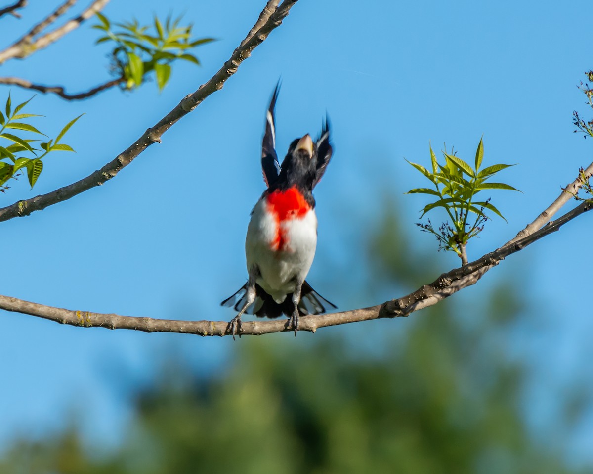 Rose-breasted Grosbeak - ML170242181