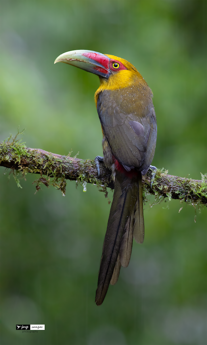 Saffron Toucanet - Jorge Gabriel Campos