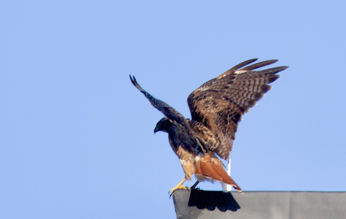 Red-tailed Hawk - Gloria Markiewicz