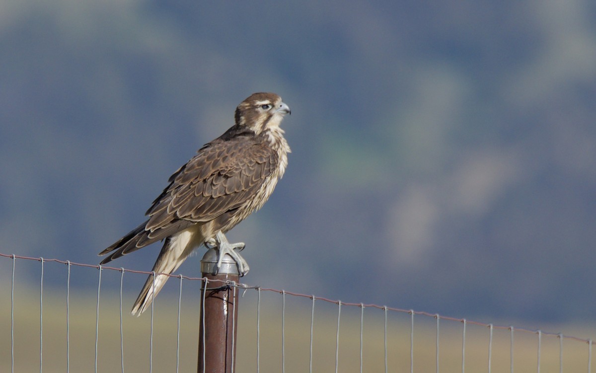 Prairie Falcon - Gloria Markiewicz