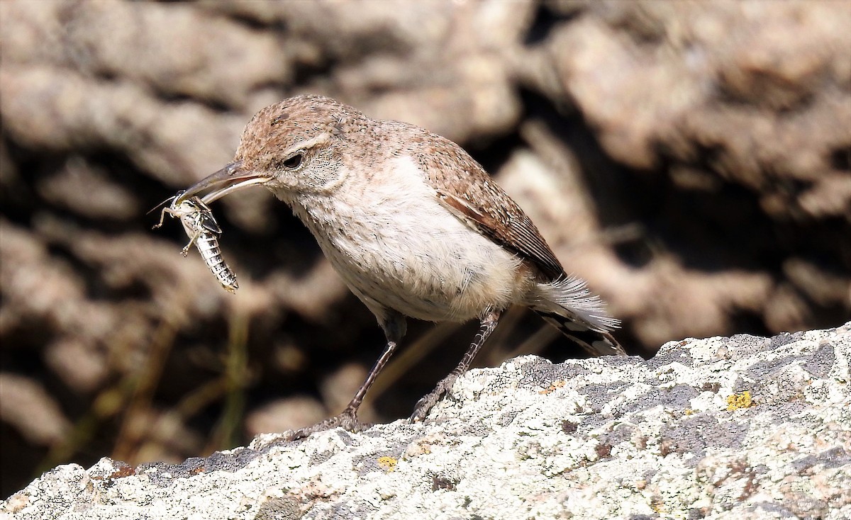 Rock Wren - Sharon Dewart-Hansen