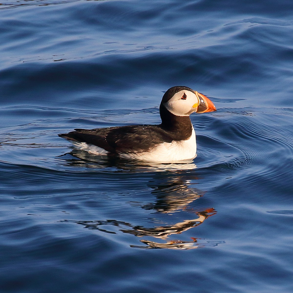 Atlantic Puffin - Dan Vickers