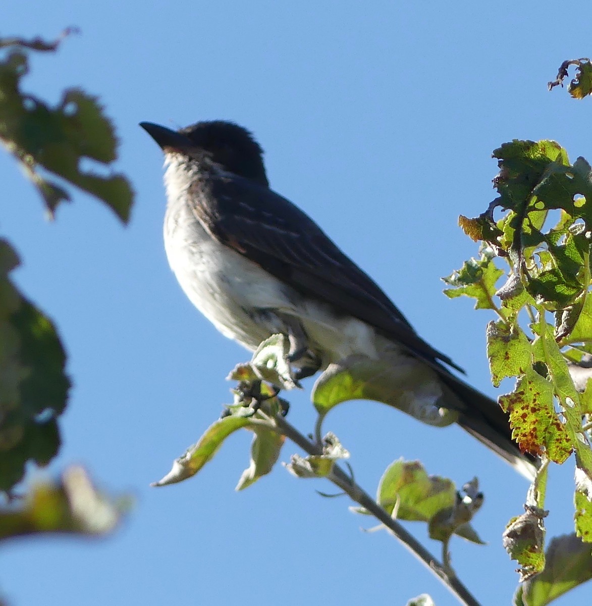 Eastern Kingbird - ML170247041