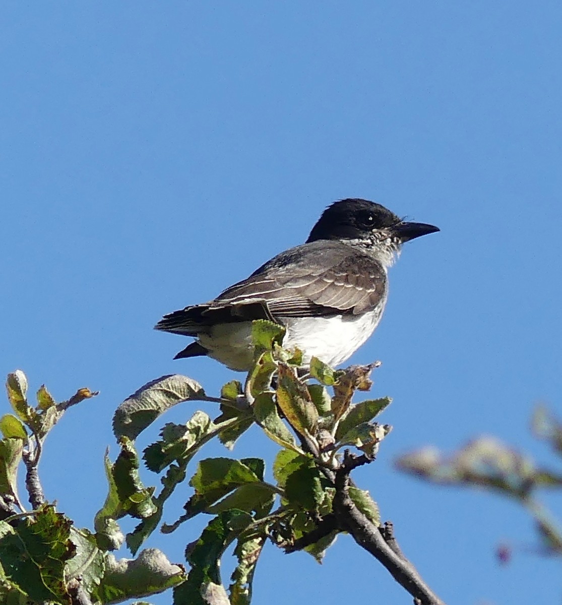 Eastern Kingbird - ML170247051