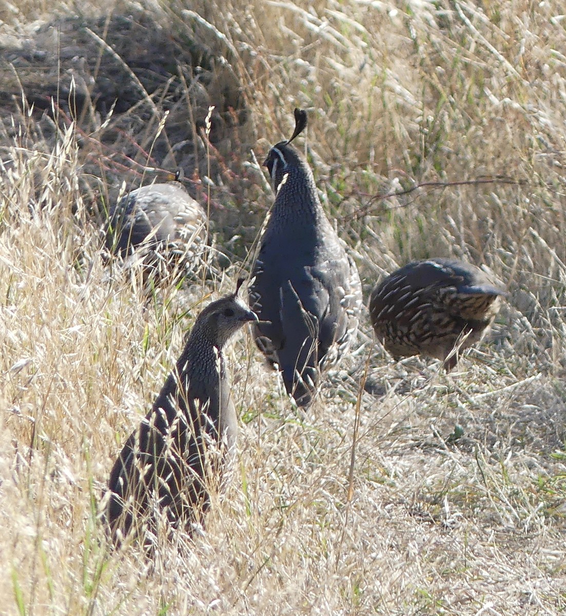 California Quail - ML170247231