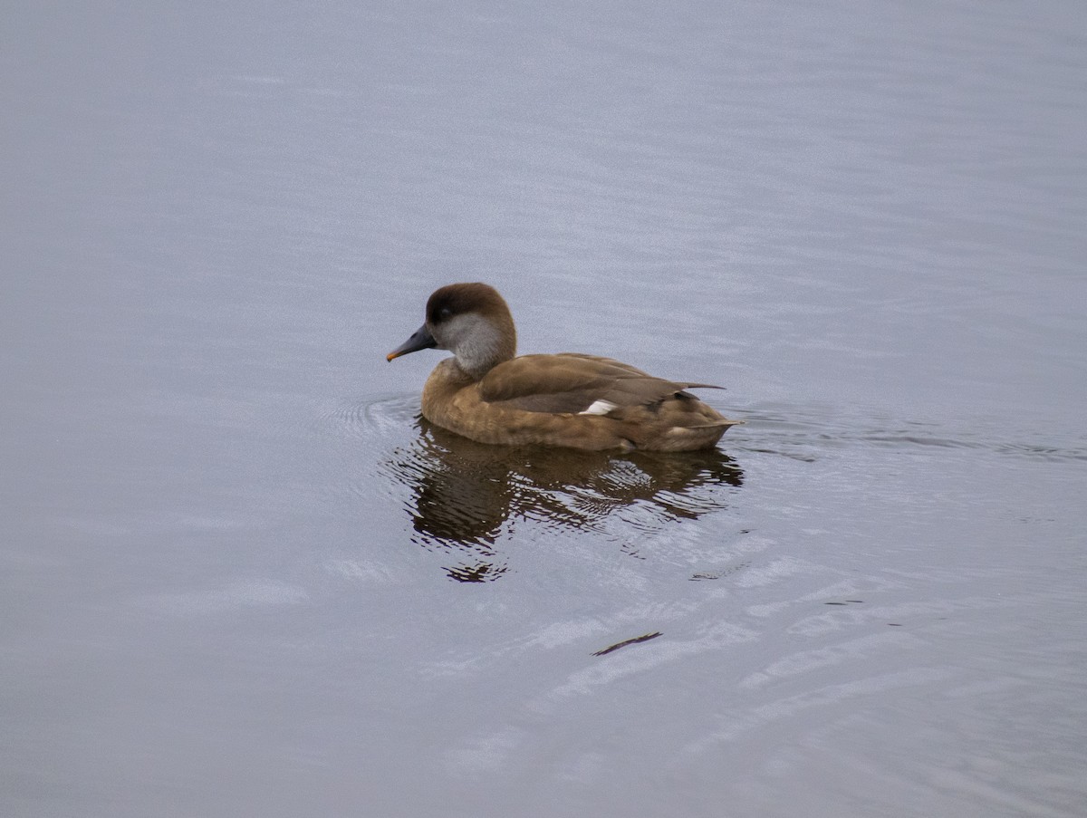 Red-crested Pochard - ML170247441