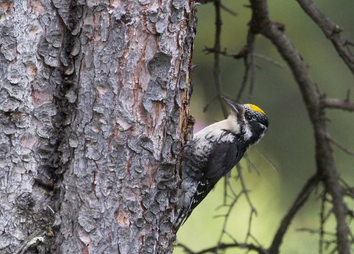 American Three-toed Woodpecker - Fabio Schunck