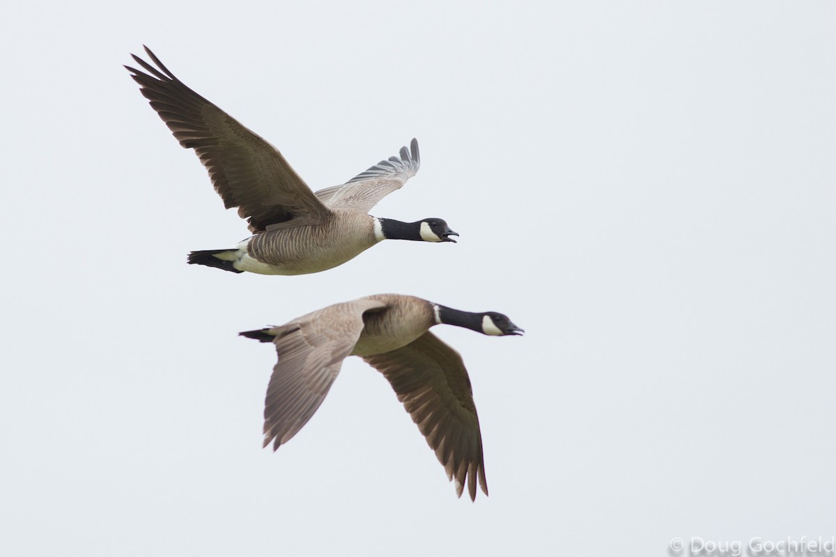 Cackling Goose (Aleutian) - ML170248991
