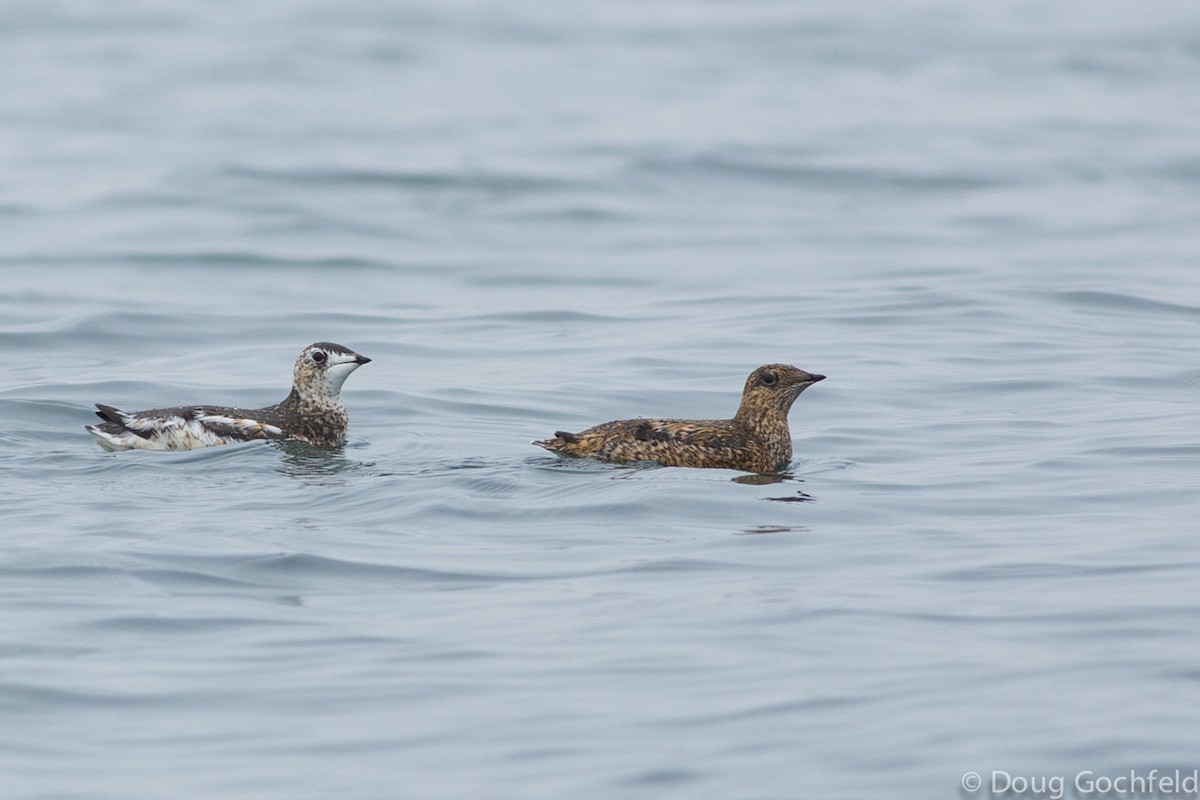 Kittlitz's Murrelet - ML170249011