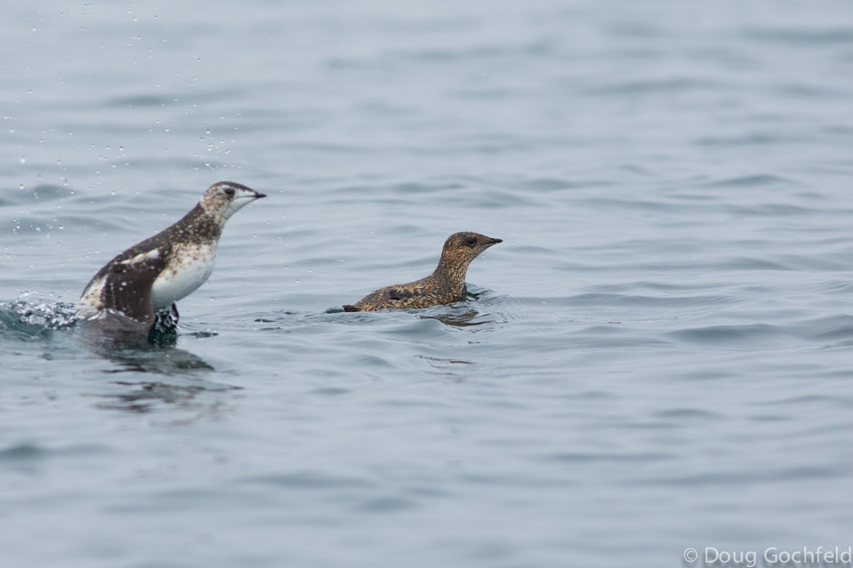 Kittlitz's Murrelet - ML170249041