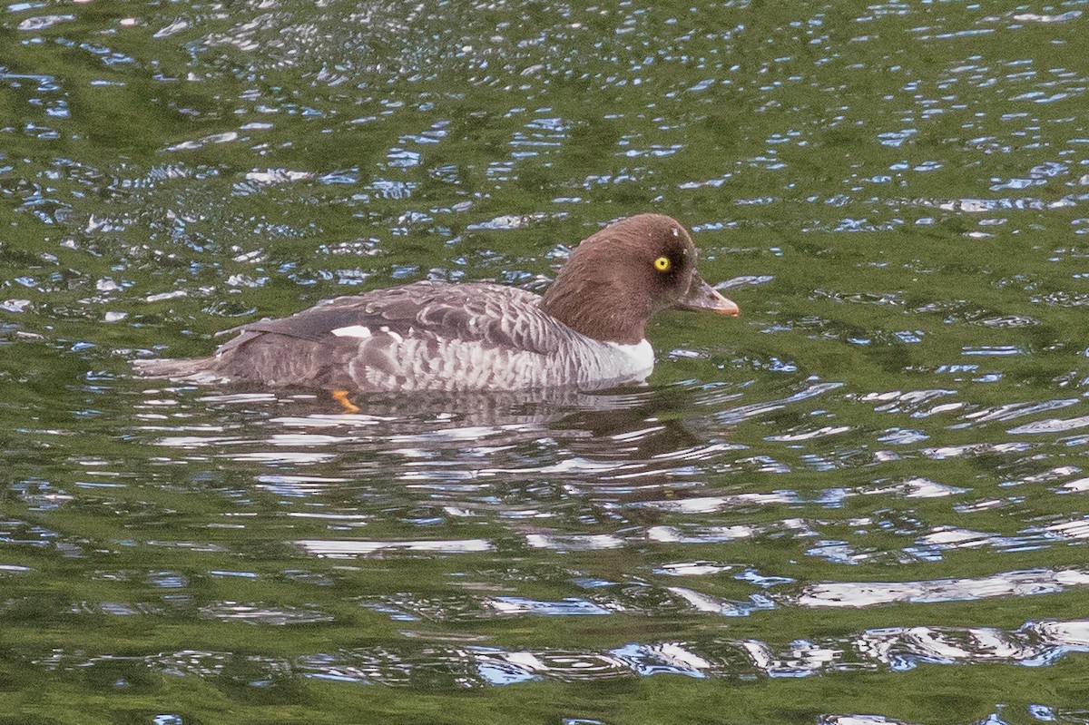 Barrow's Goldeneye - Eric Ellingson