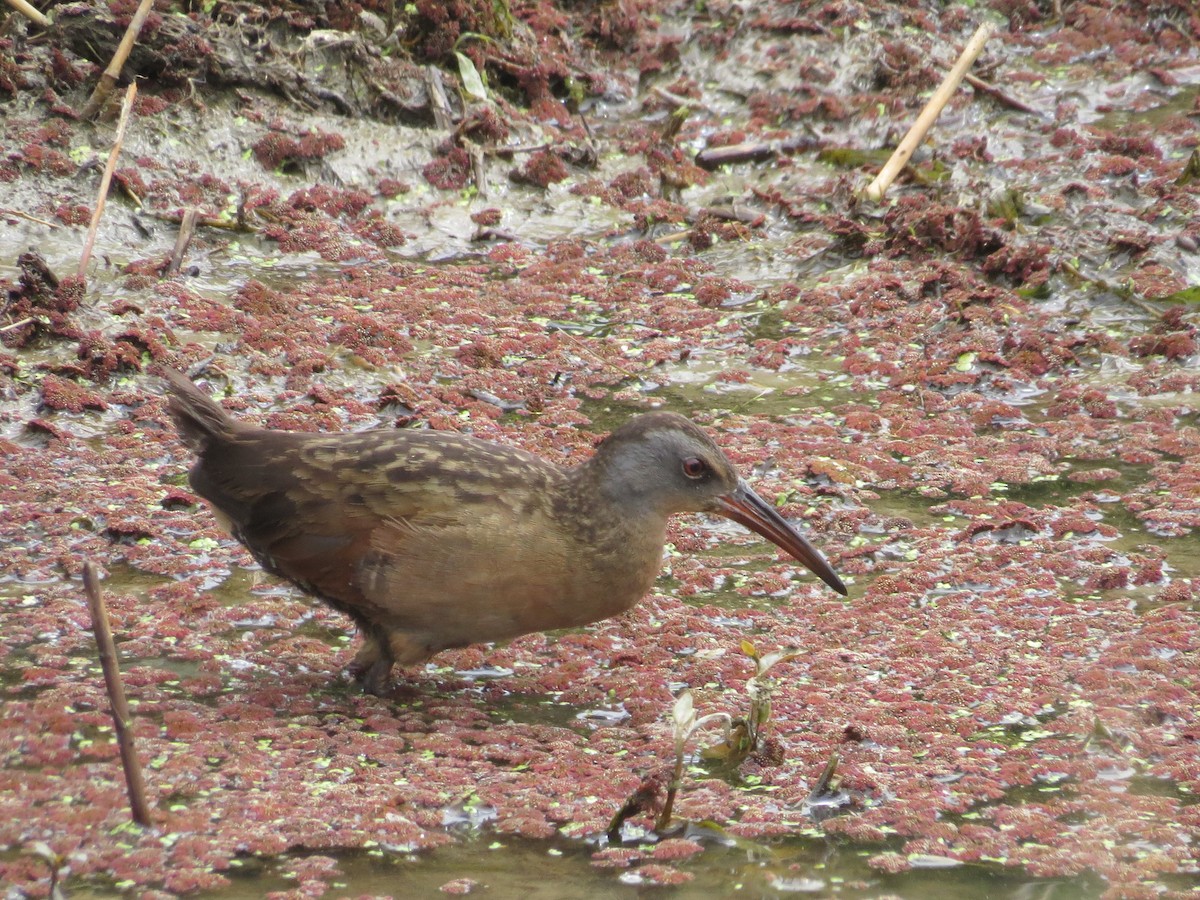 Virginia Rail - ML170251541