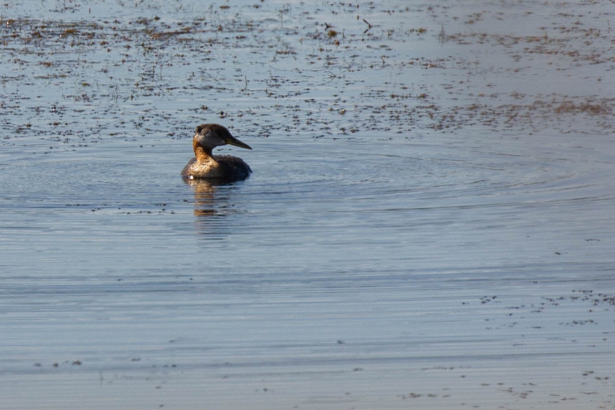 Red-necked Grebe - ML170253871