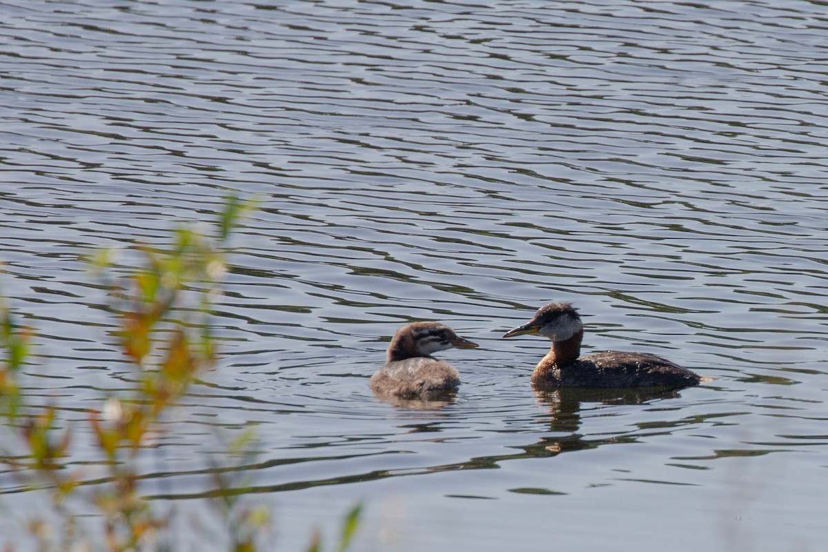 Red-necked Grebe - ML170253901