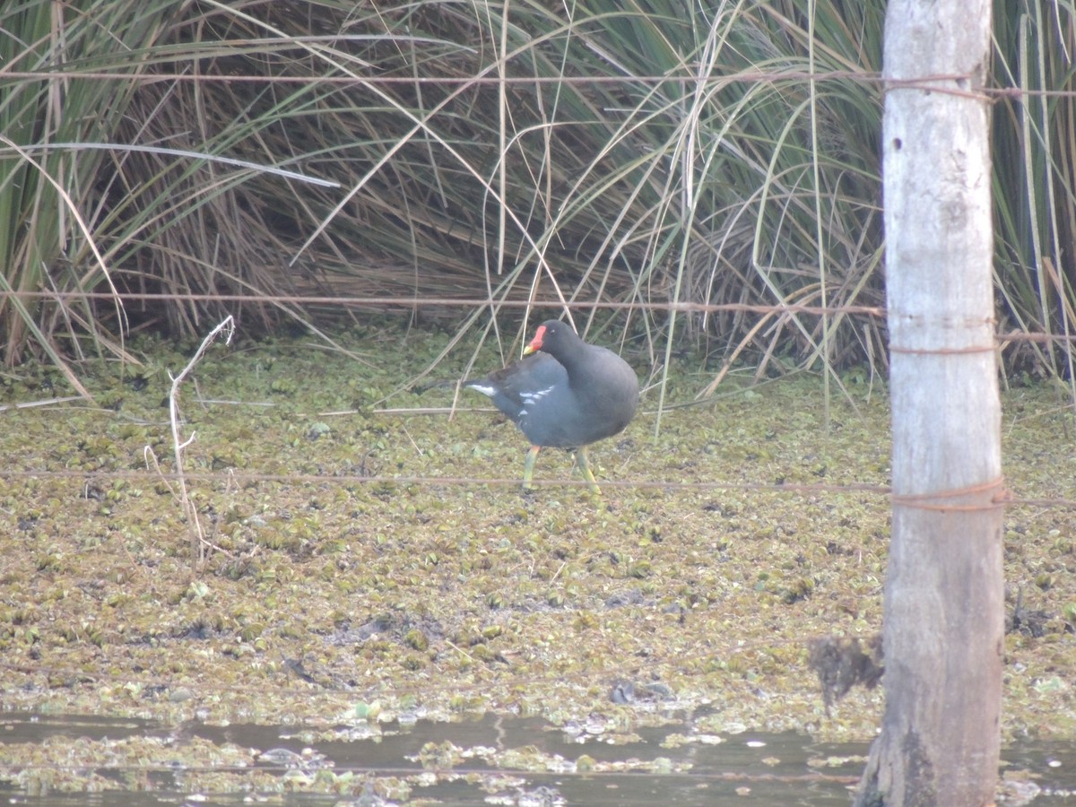 Common Gallinule - ML170255191