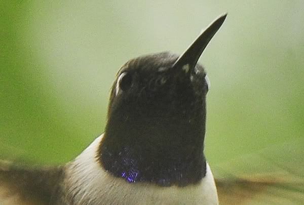 Black-chinned Hummingbird - Gord Gadsden
