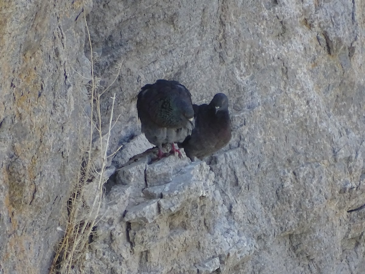 Rock Pigeon (Feral Pigeon) - ML170258251