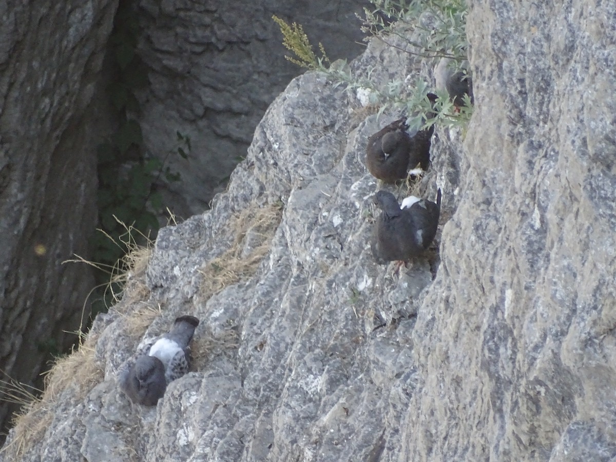 Rock Pigeon (Feral Pigeon) - ML170258311