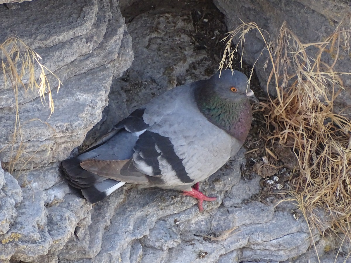 Rock Pigeon (Feral Pigeon) - ML170258371
