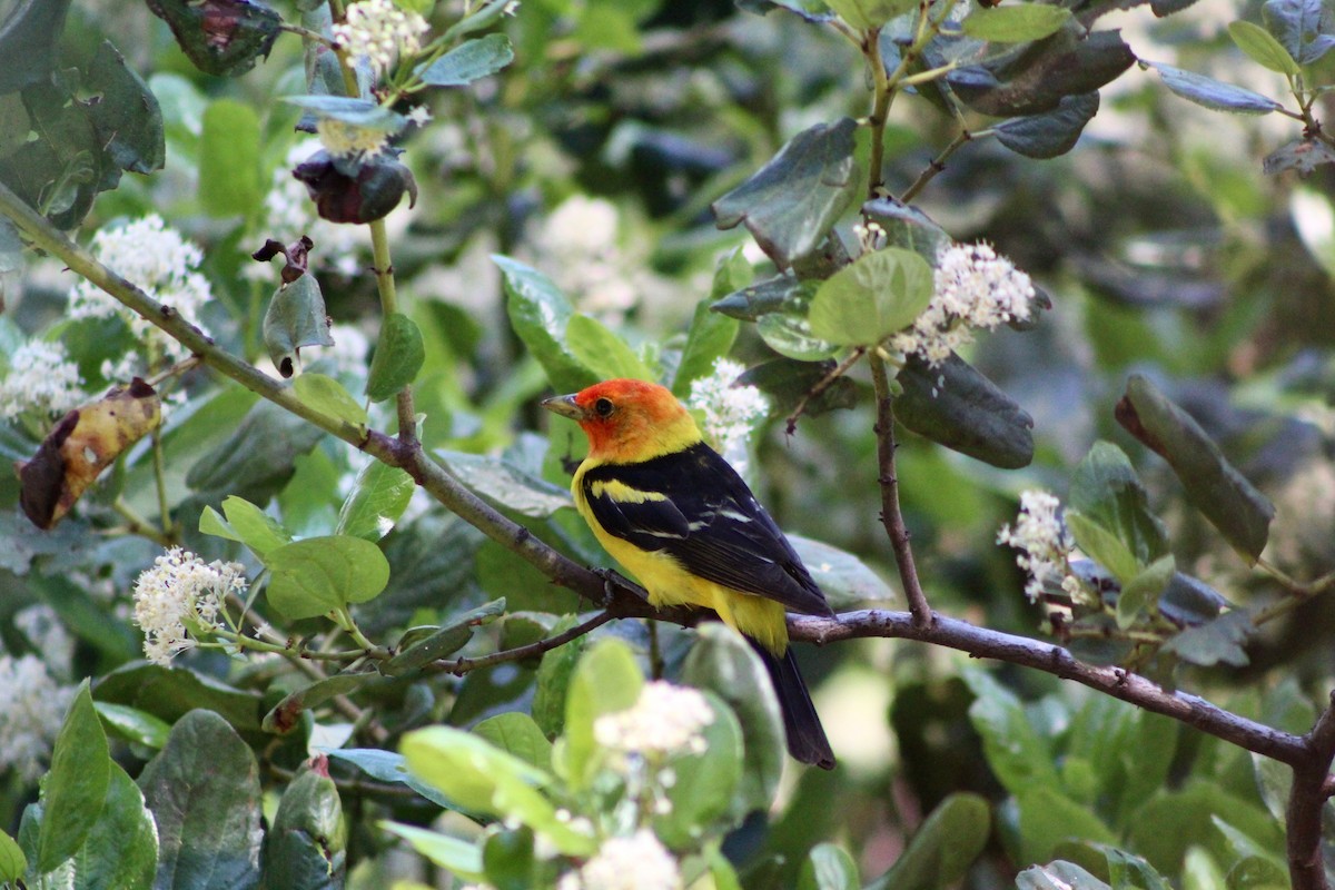 Western Tanager - Cédric Duhalde