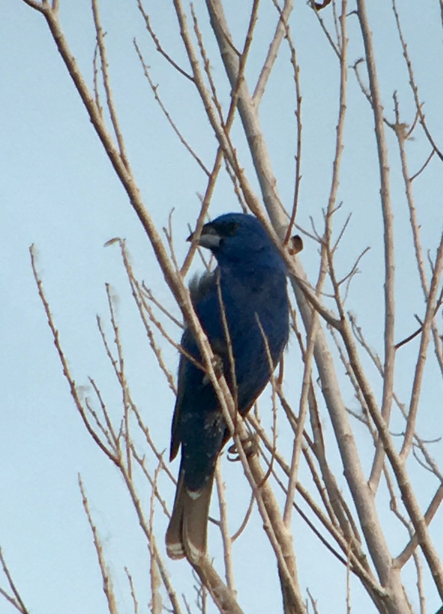 Blue Grosbeak - ML170259421