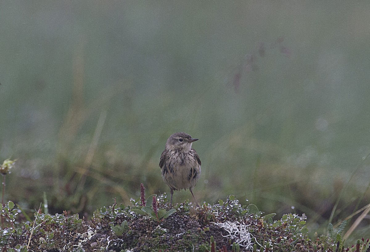 American Pipit - ML170259791