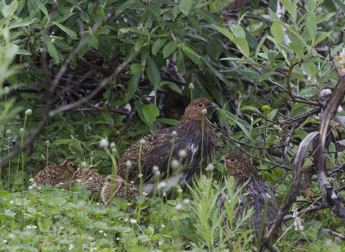 Willow Ptarmigan - ML170259861