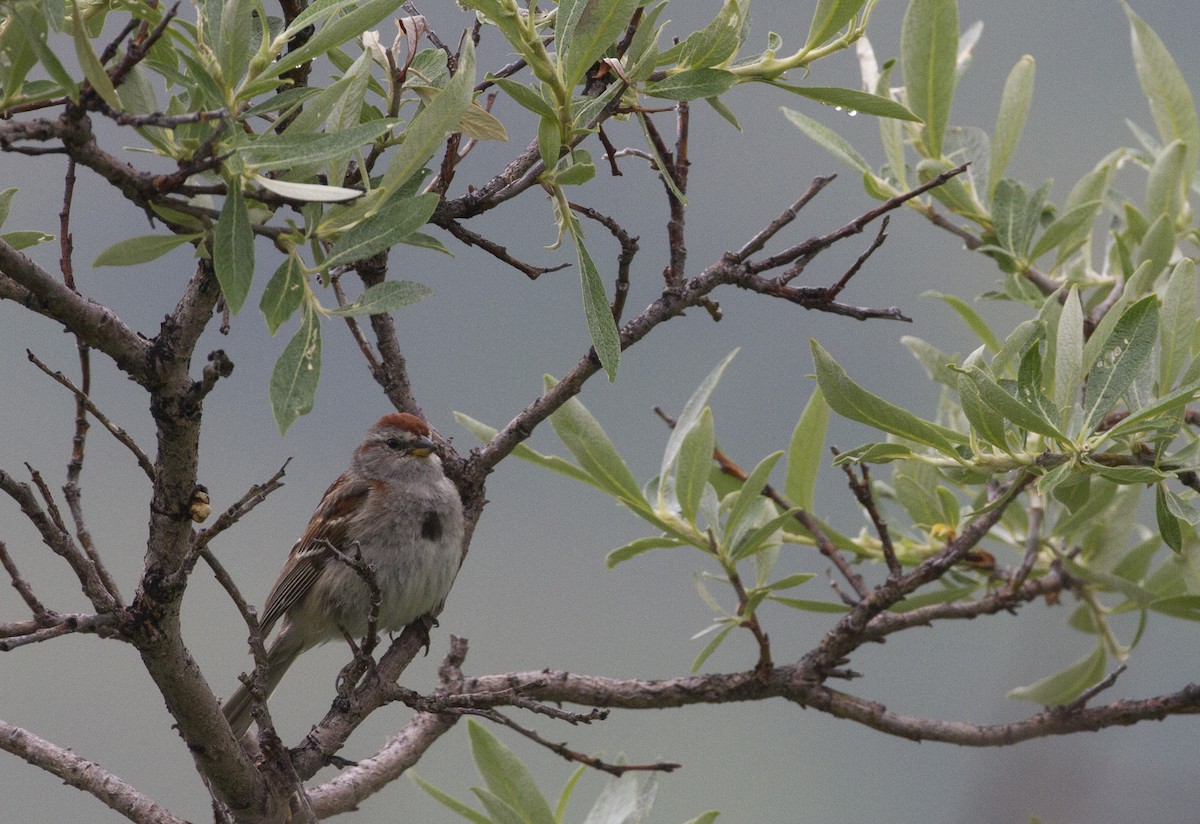 American Tree Sparrow - ML170260181