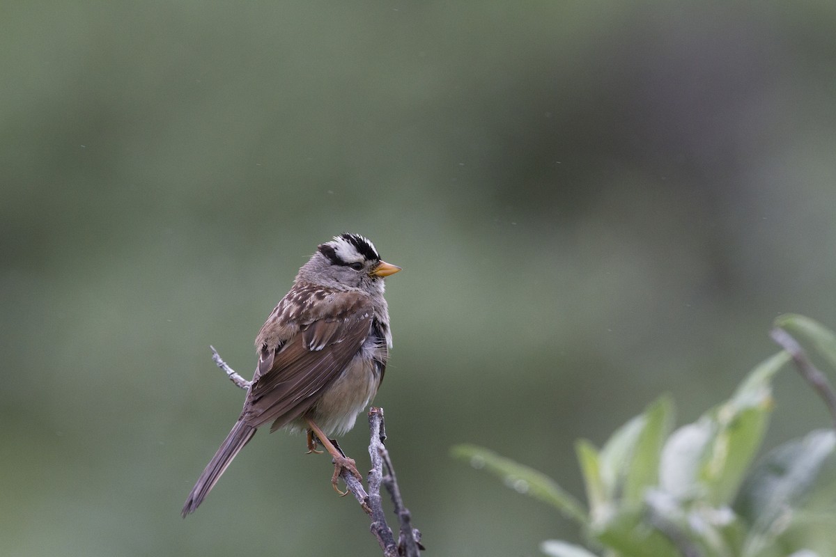 White-crowned Sparrow - ML170260201