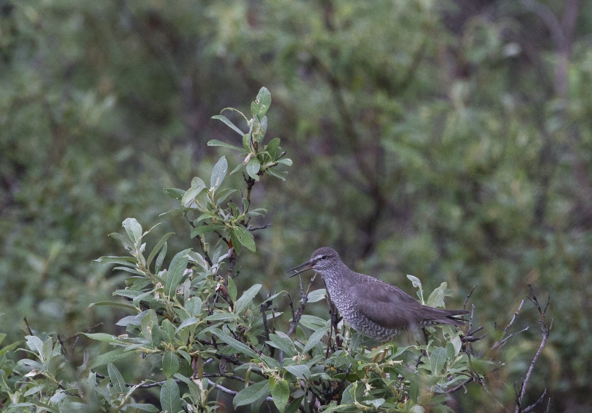 Wandering Tattler - Fabio Schunck