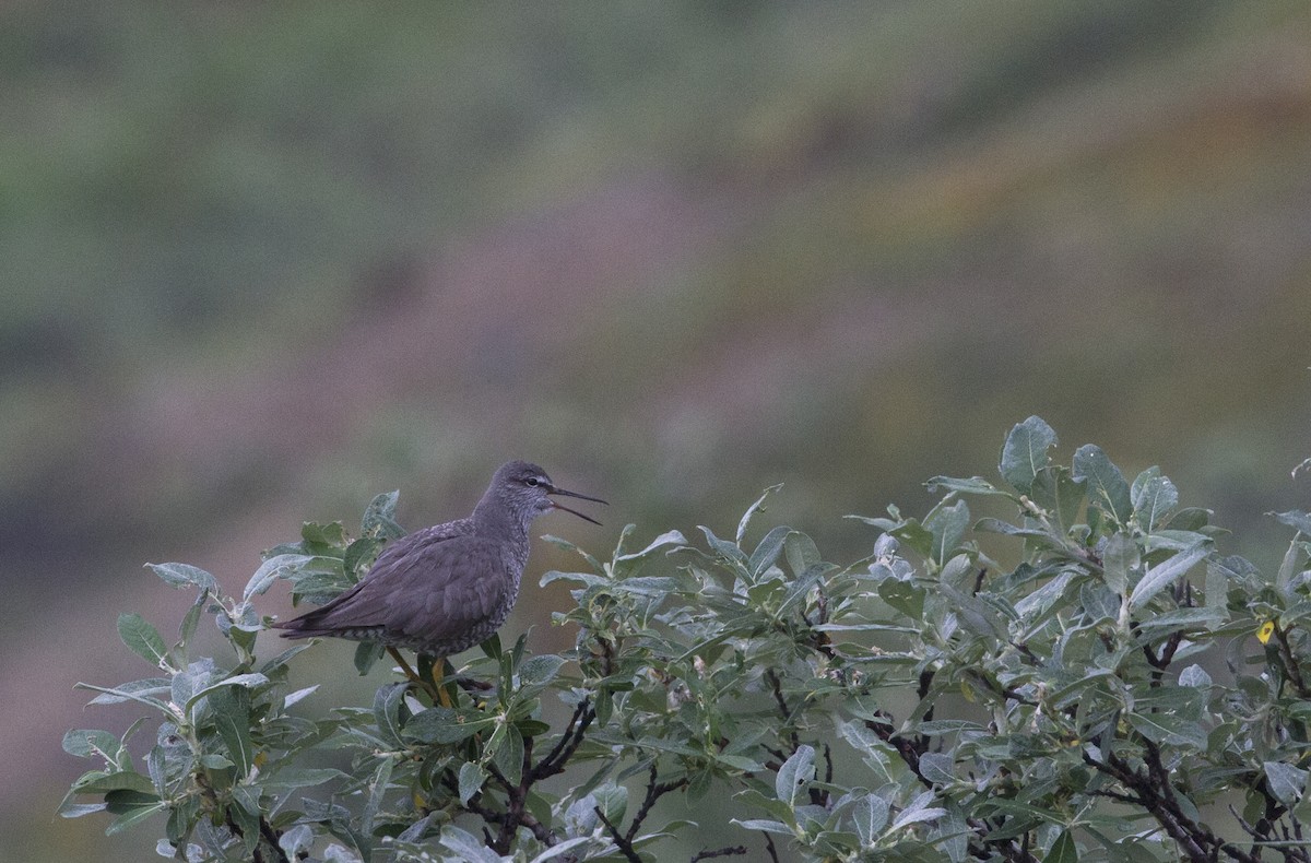 Wandering Tattler - ML170260271