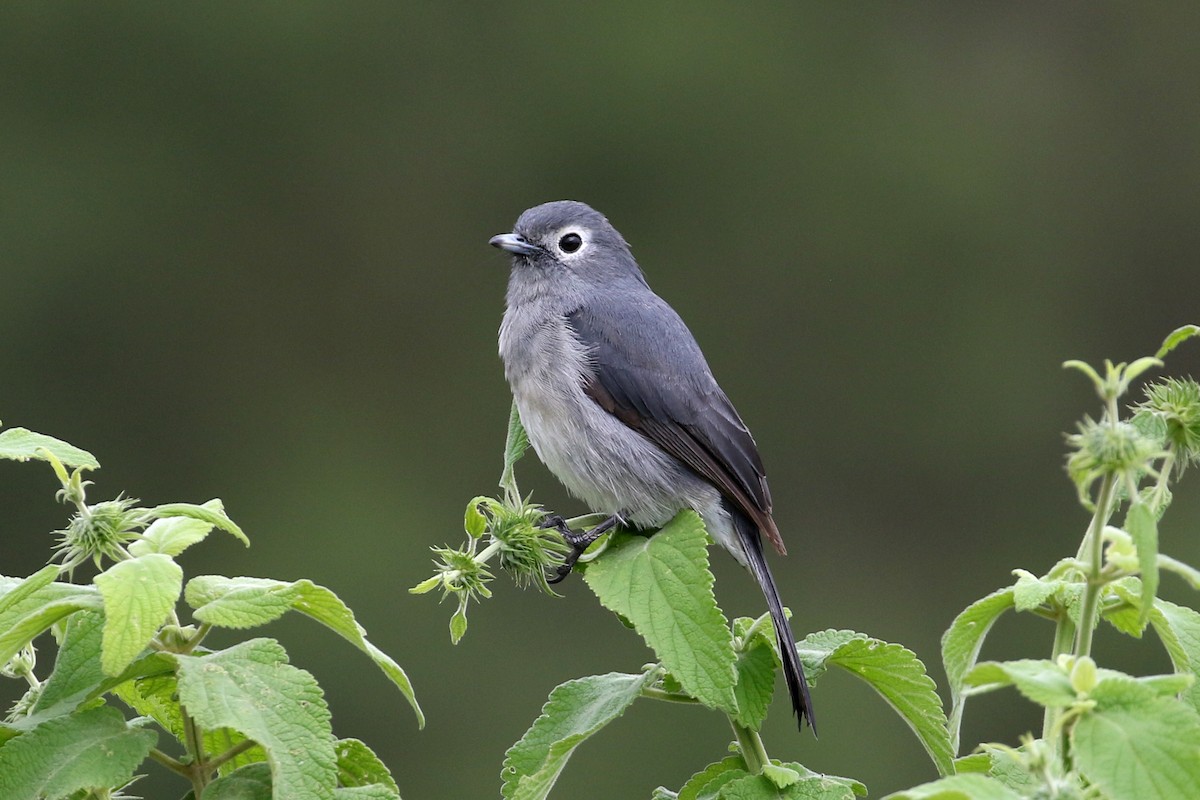 White-eyed Slaty-Flycatcher - Dave Beeke