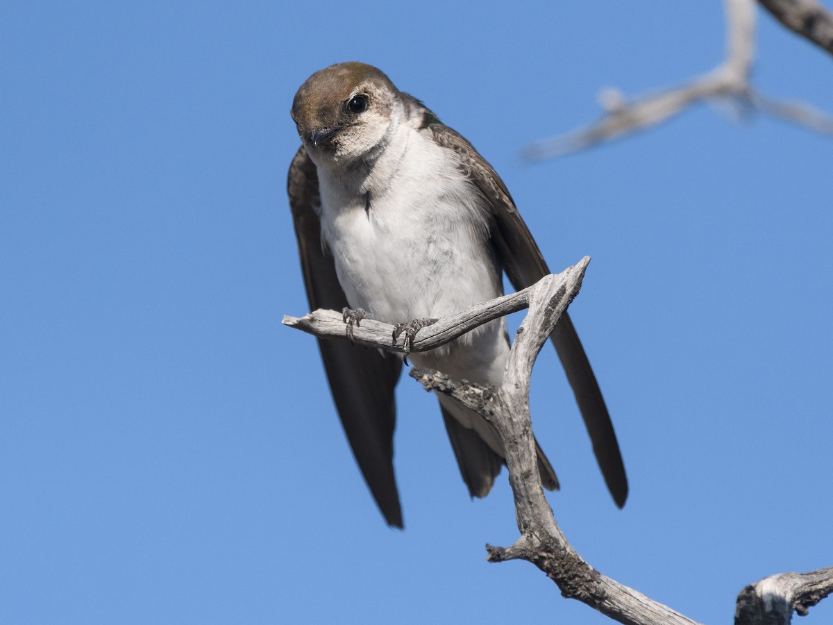 Violet-green Swallow - ML170260511