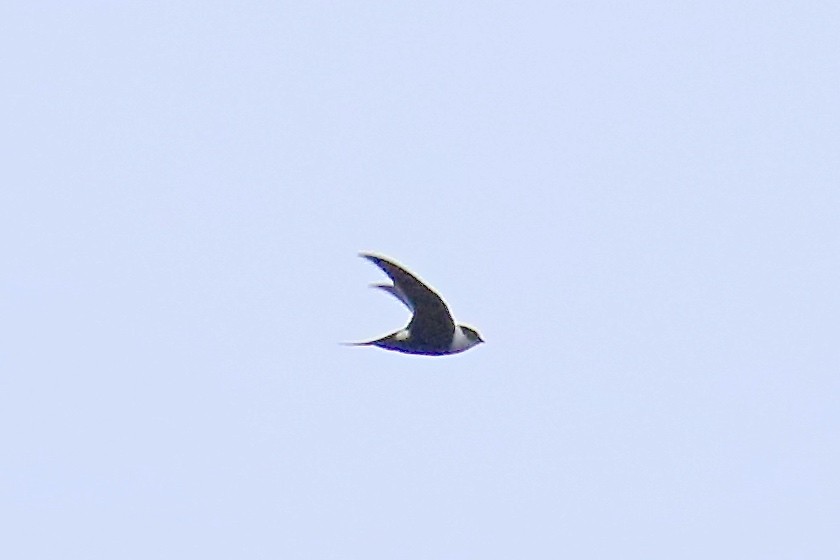 Lesser Swallow-tailed Swift - Arman Moreno