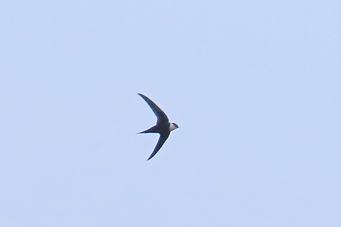 Lesser Swallow-tailed Swift - Arman Moreno