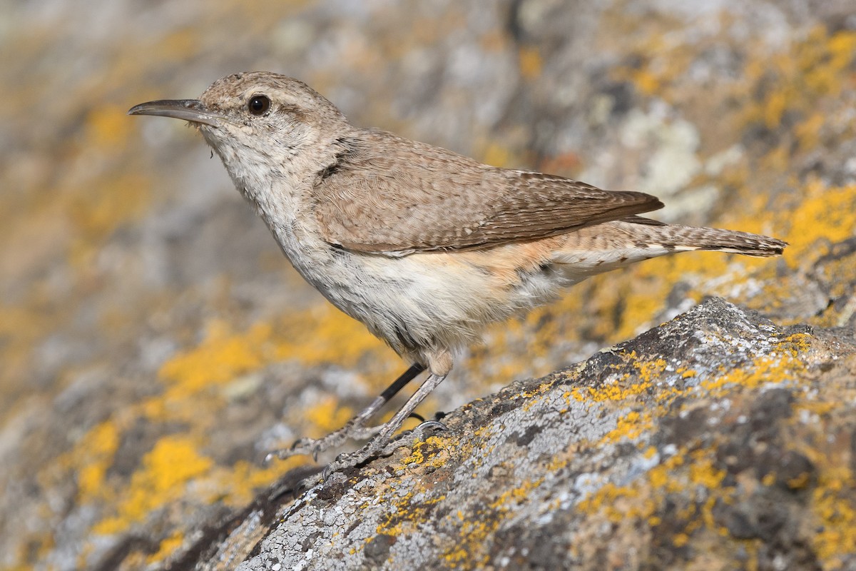 Rock Wren - ML170260751