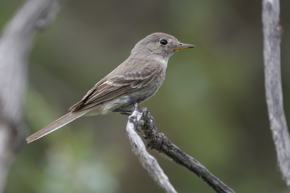 Gray Flycatcher - Darren Clark