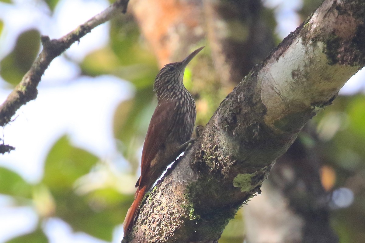 Streak-headed Woodcreeper - ML170261251