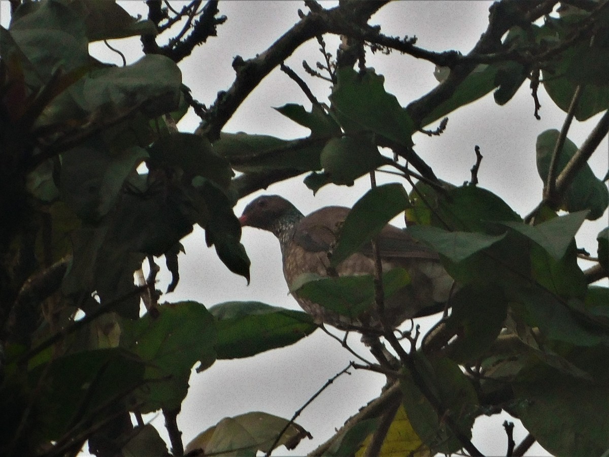 Scaled Pigeon - Nicolás Bejarano