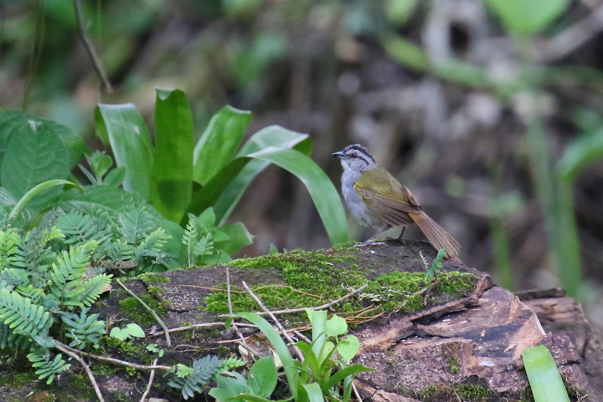 Black-striped Sparrow - Arman Moreno