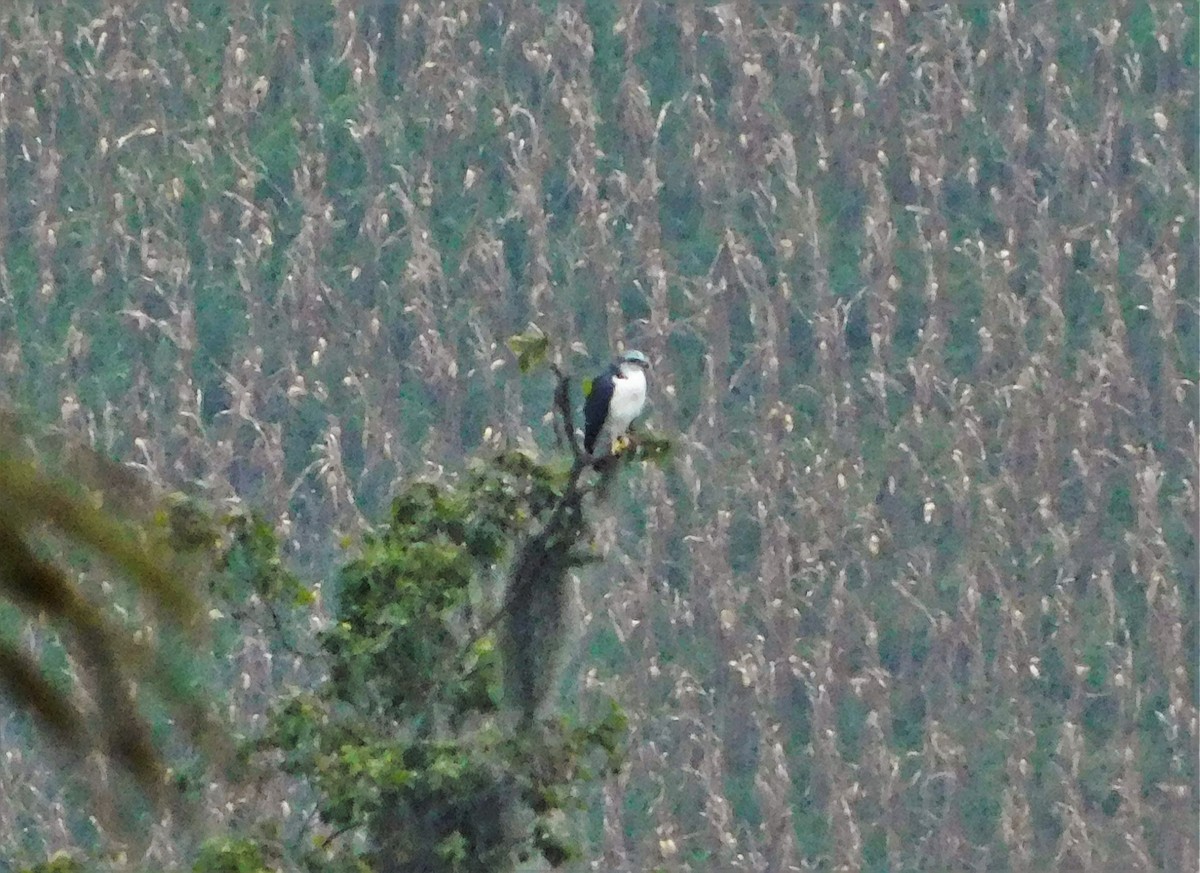 Gray-backed Hawk - Nicolás Bejarano