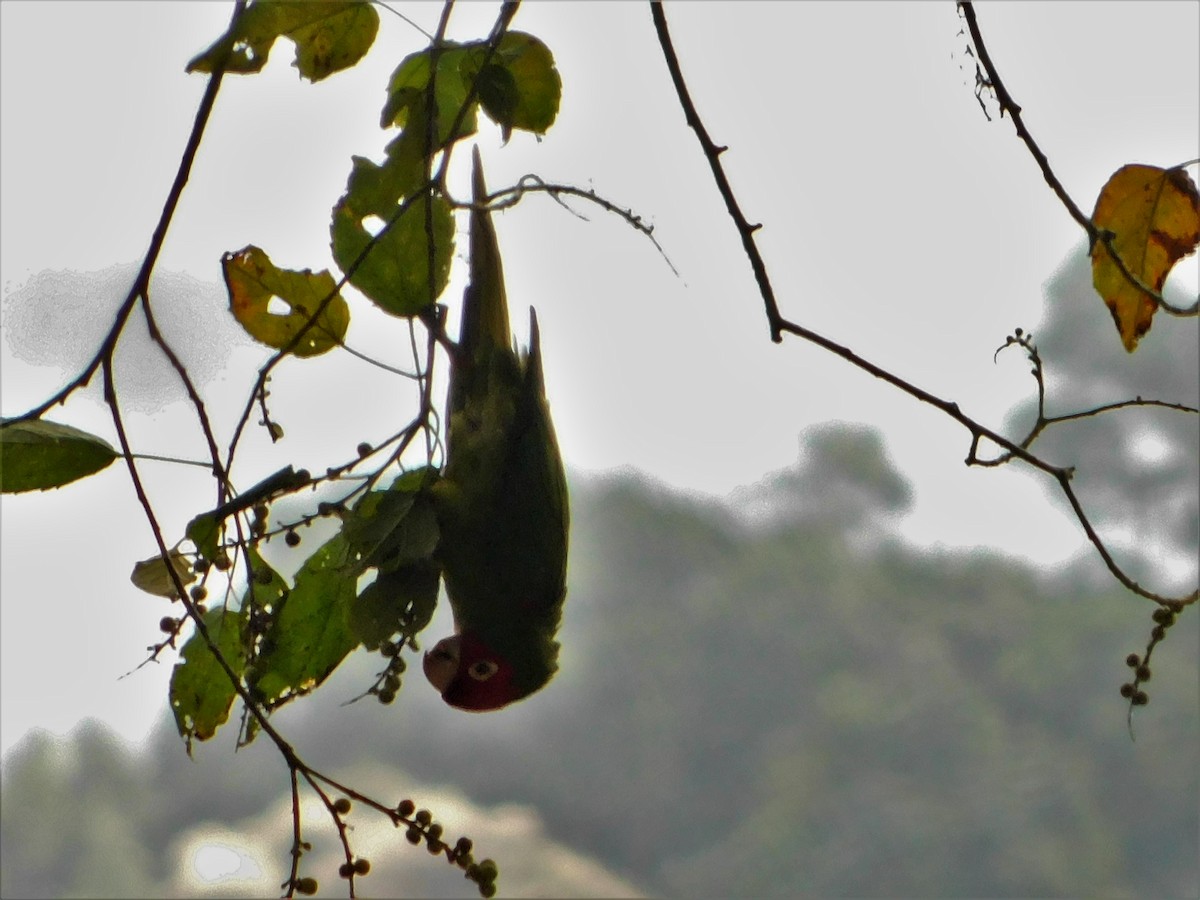 Red-masked Parakeet - Nicolás Bejarano