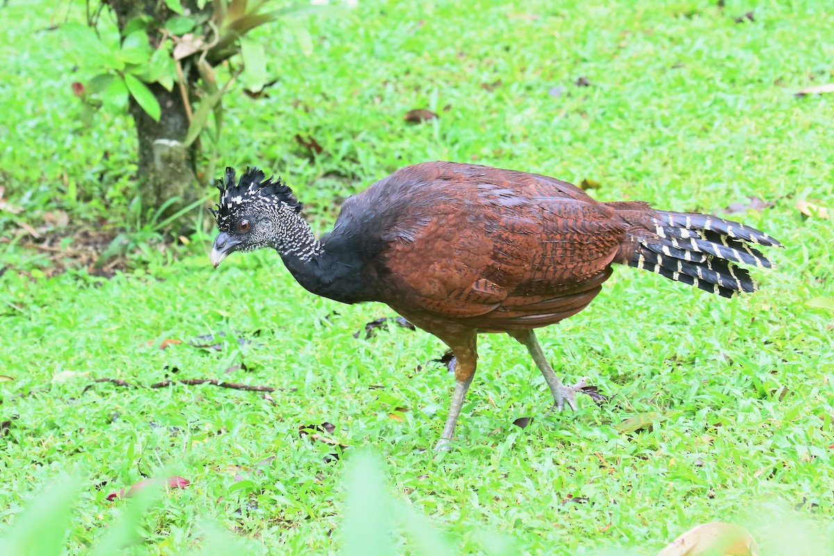 Great Curassow - ML170262711