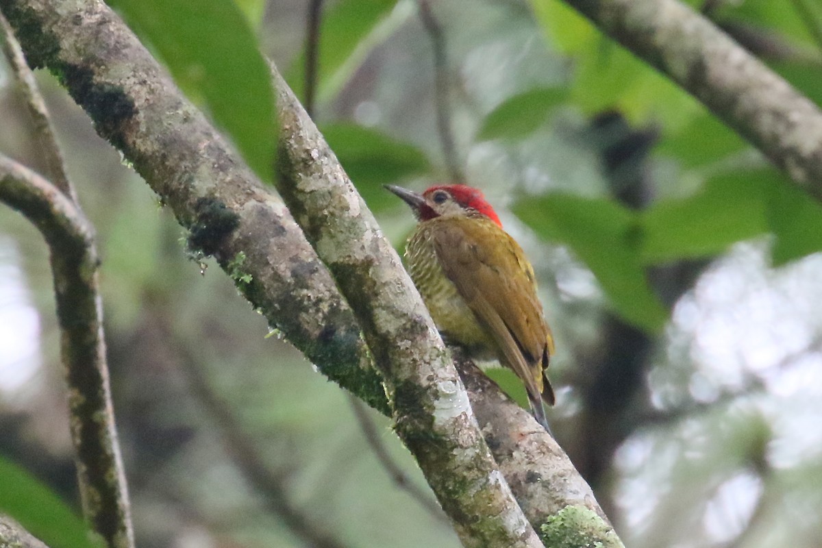 Golden-olive Woodpecker - ML170262901