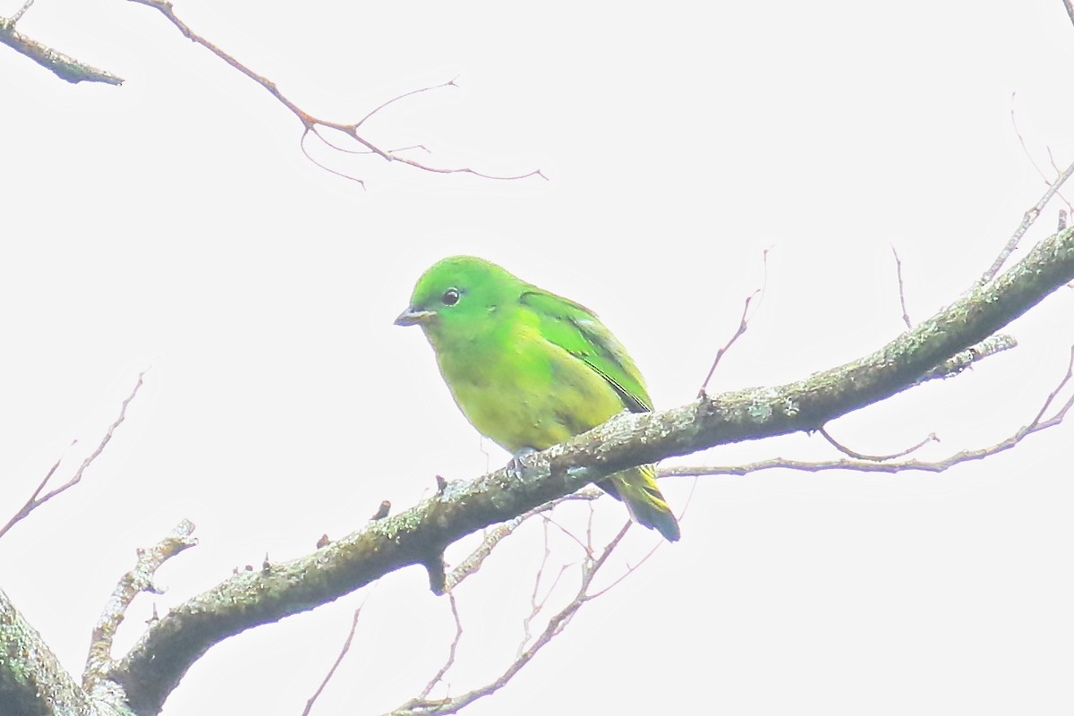 Golden-browed Chlorophonia - ML170262911