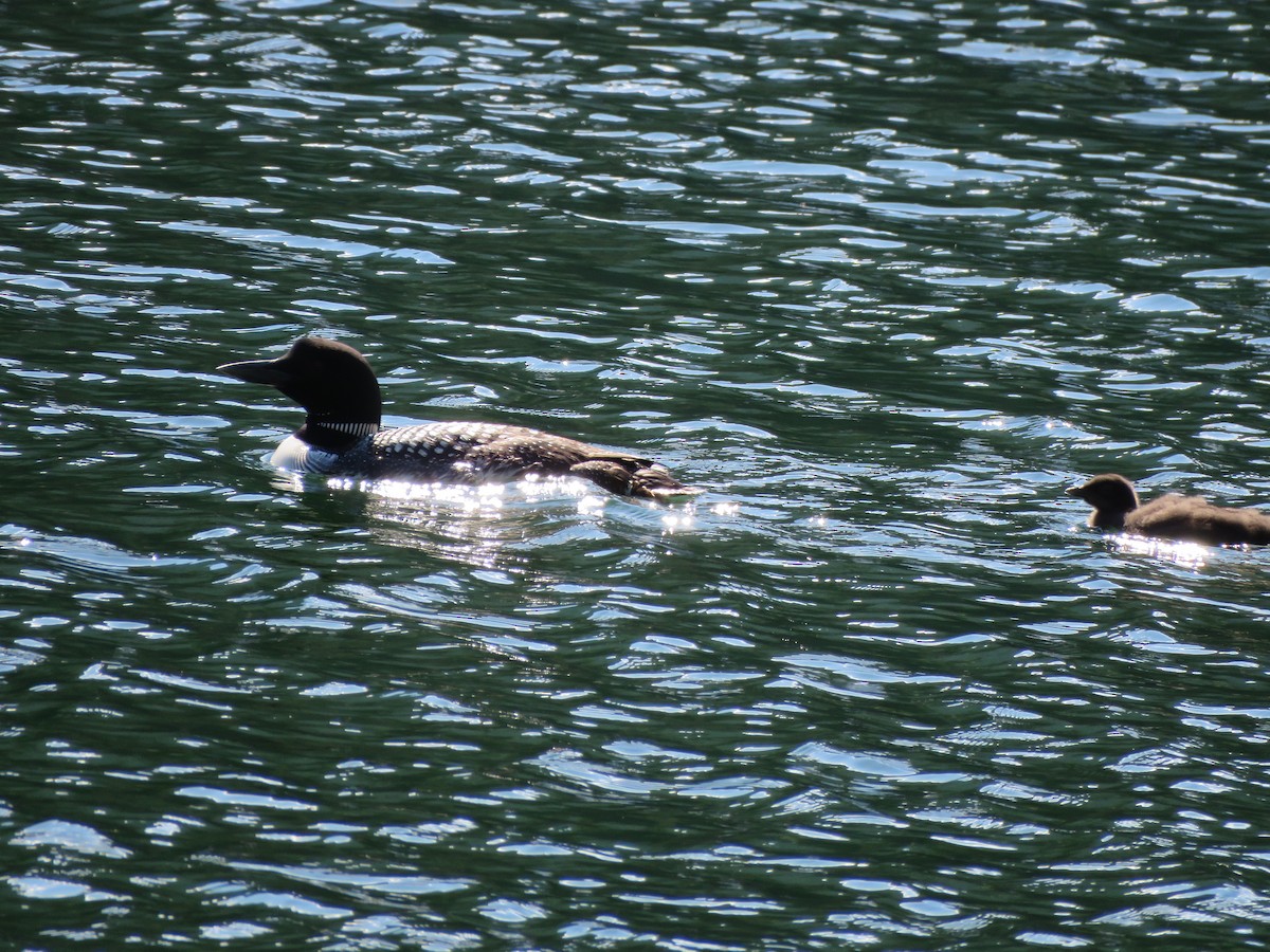 Common Loon - Linda Parlee-Chowns