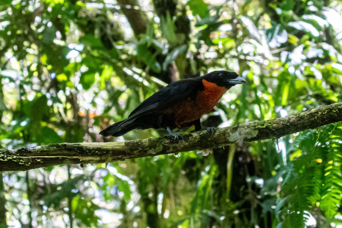 Red-ruffed Fruitcrow - Cris Heins