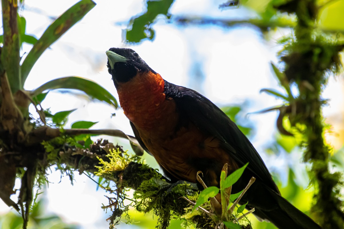 Red-ruffed Fruitcrow - Cris Heins