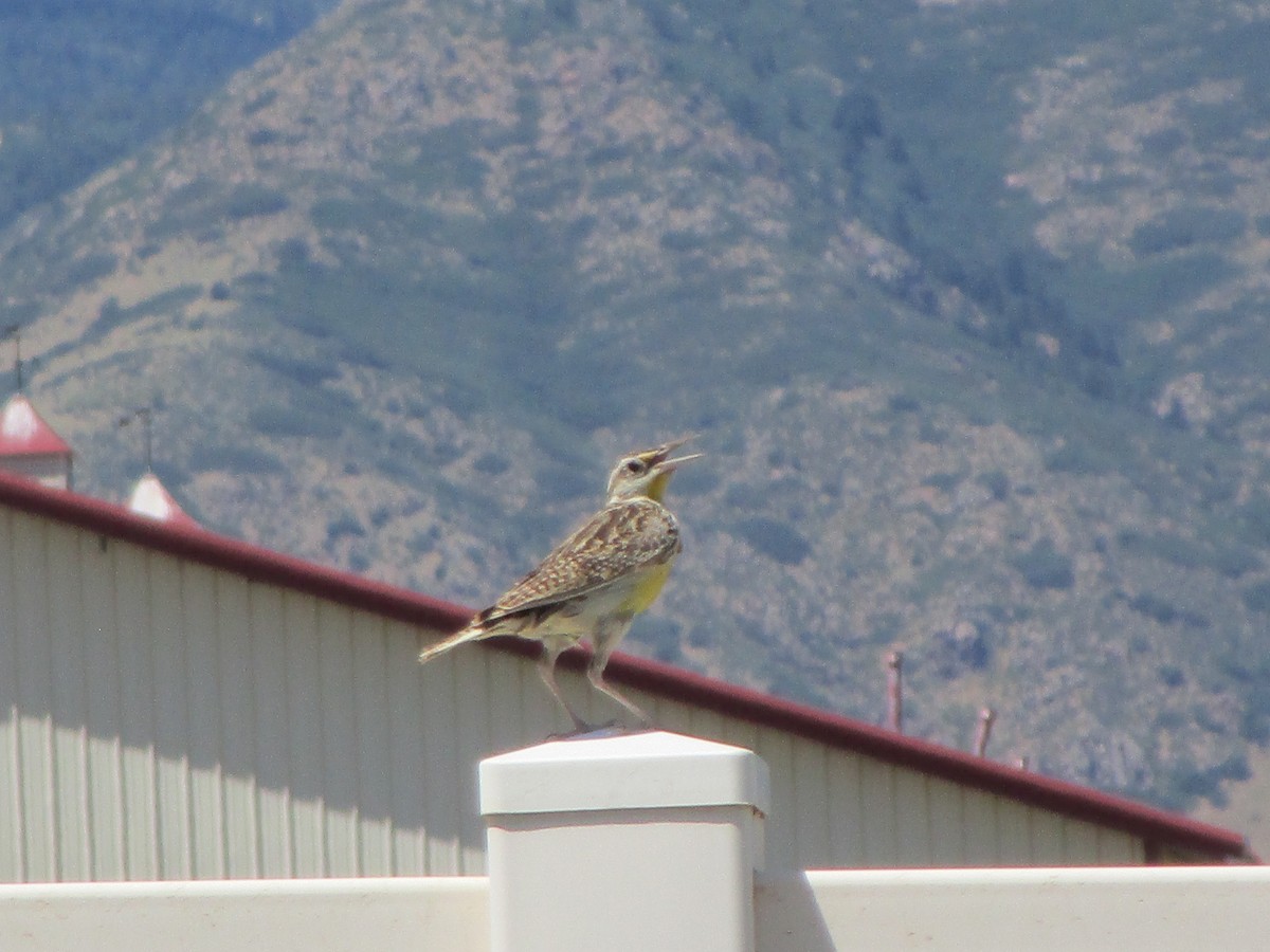 Western Meadowlark - ML170264011