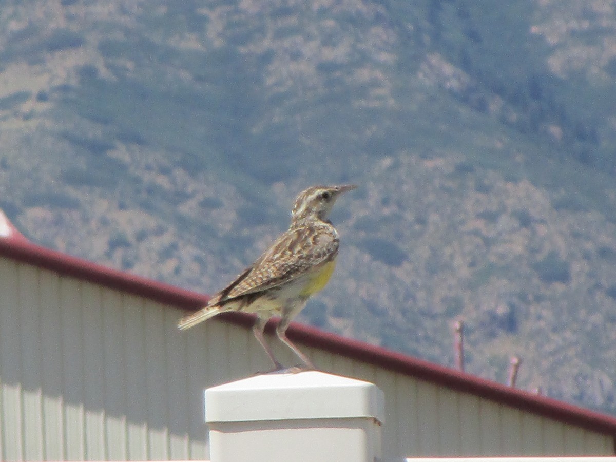 Western Meadowlark - ML170264021
